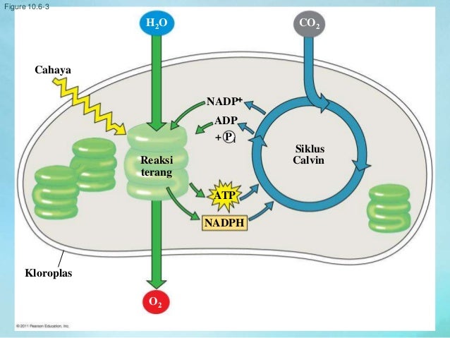Metabolisme Sel Fotosintesis