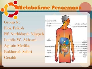Metabolisme Pencernaan
Group 6 :
Elok Faikoh
Fifi Nurhidayah Ningseh
Luthfia W. Akhsani
Agustin Medika
Bukhoriah Safitri
Geraldi
 