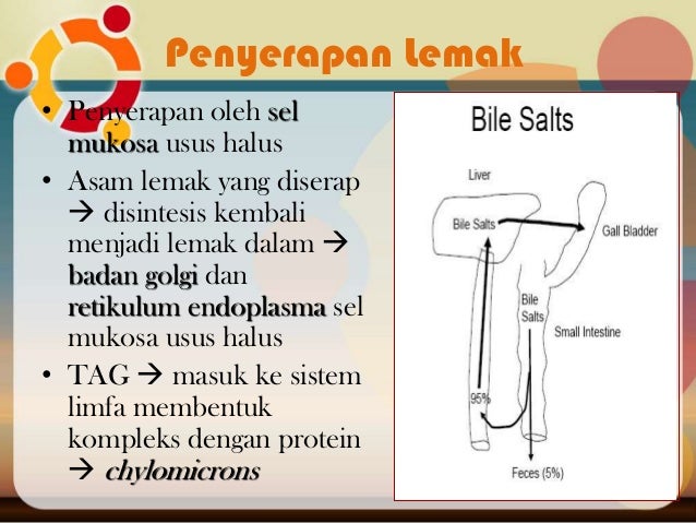 Metabolisme sistem pencernaan makanan