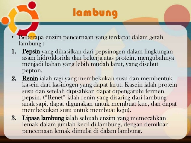 Enzim Yang Dihasilkan Lambung Metabolisme sistem pencernaan makanan