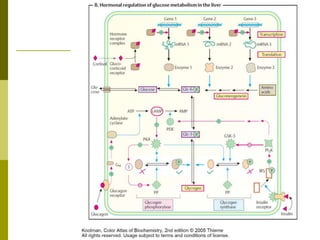 Metabolisme sma Kelas XII