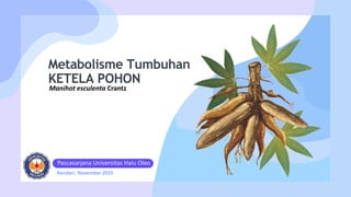 Manihot esculenta Crantz
Metabolisme Tumbuhan
KETELA POHON
Pascasarjana Universitas Halu Oleo
Kendari, November 2019
 