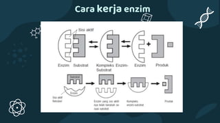 Cara kerja enzim
 