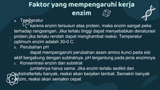 Faktor yang mempengaruhi kerja
enzim
a. Temperatur
karena enzim tersusun atas protein, maka enzim sangat peka
terhadap rangsangan. Jika terlalu tinggi dapat menyebabkan denaturasi
protein.jika terlalu rendah dapat menghambat reaksi. Temperatur
optimum enzim adalah 30-0 C.
b. Perubahan pH
dapat mempengaruhi perubahan asam amino kunci pada sisi
aktif bergabung dengan subtratnya. pH tergantung pada jenis enzimnya.
c. Konsentrasi enzim dan substrat
jumlahnya harus sama. Jika enzim terlalu sedikit dan
substratterlalu banyak, reaksi akan berjalan lambat. Semakin banyak
enzim, reaksi akan semakin cepat
 
