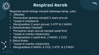 Respirasi Aerob
Respirasi aerob terbagi menjadi beberapa tahap, yaitu :
1. Glikolisis
• Pemecahan glukosa menjadi 2 asam piruvat
• Terjadi di sitoplasma
• Menghasilkan 2 asam piruvat, 2 ATP & 2 NADH
2. Dekarboksilasi Oksidatif
• Perubahan asam piruvat menjadi asetil KoA
• Terjadi di matriks mitokondria
• Menghasilkan 2 asetil KoA, 2 NADH, 2 CO2
3. Siklus Krebs
• Terjadi di matriks mitokondria
• Menghasilkan 6 NADH, 4 CO2, 2 ATP, & 2 FADH
 