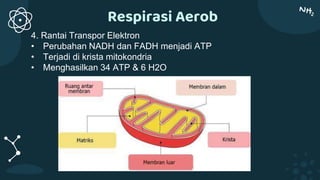 Respirasi Aerob
4. Rantai Transpor Elektron
• Perubahan NADH dan FADH menjadi ATP
• Terjadi di krista mitokondria
• Menghasilkan 34 ATP & 6 H2O
 