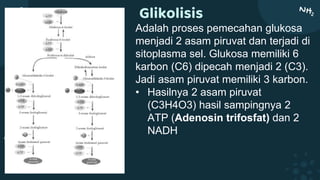 Glikolisis
Adalah proses pemecahan glukosa
menjadi 2 asam piruvat dan terjadi di
sitoplasma sel. Glukosa memiliki 6
karbon (C6) dipecah menjadi 2 (C3).
Jadi asam piruvat memiliki 3 karbon.
• Hasilnya 2 asam piruvat
(C3H4O3) hasil sampingnya 2
ATP (Adenosin trifosfat) dan 2
NADH
 