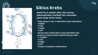 Siklus Krebs
Asetil Ko-A adalah akhir dari proses
dekarboksilasi oksidatif lalu masuklah
pada tahap skilus krebs.
Pada tahap ini dari 1 Asetil Ko-A akan dihasilkan :
3 NADH
2 CO2
1 FADH
1 ATP
Karena ada 2 Asetil KO-A yang dihasilkan dari
proses 2, maka jumlah keseluruhannya ialah :
1. 6 NADH
4 CO2
2 FADH
2 ATP
Proses ini terjadi di mitokondria
 