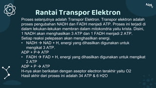Rantai Transpor Elektron
Proses selanjutnya adalah Transpor Elektron. Transpor elektron adalah
proses pengubahan NADH dan FADH menjadi ATP. Proses ini terjadi di
dalam lekukan-lekukan membran dalam mitokondria yaitu krista. Disini,
1 NADH akan menghasilkan 3 ATP dan 1 FADH menjadi 2 ATP.
Setiap reaksi pelepasan akan menghasilkan energi.
• NADH  NAD + H, energi yang dihasilkan digunakan untuk
mengikat 3 ATP.
ADP + P ATP
• FADH  FAD + H, energi yang dihasilkan digunakan untuk mengikat
2 ATP
ADP + P  ATP
H-nya akan berikatan dengan aseptor electron terakhir yaitu O2
Hasil akhir dari proses ini adalah 34 ATP & 6 H2O
 