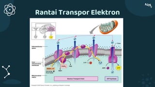 Rantai Transpor Elektron
 