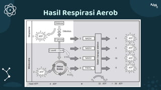 Hasil Respirasi Aerob
 