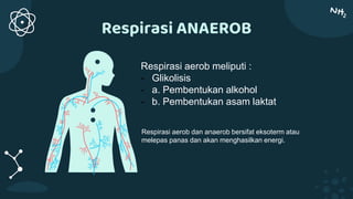Respirasi ANAEROB
Respirasi aerob meliputi :
- Glikolisis
- a. Pembentukan alkohol
- b. Pembentukan asam laktat
Respirasi aerob dan anaerob bersifat eksoterm atau
melepas panas dan akan menghasilkan energi.
 