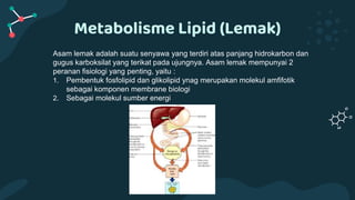 Metabolisme Lipid (Lemak)
Asam lemak adalah suatu senyawa yang terdiri atas panjang hidrokarbon dan
gugus karboksilat yang terikat pada ujungnya. Asam lemak mempunyai 2
peranan fisiologi yang penting, yaitu :
1. Pembentuk fosfolipid dan glikolipid ynag merupakan molekul amfifotik
sebagai komponen membrane biologi
2. Sebagai molekul sumber energi
 