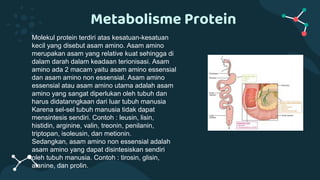 Metabolisme Protein
Molekul protein terdiri atas kesatuan-kesatuan
kecil yang disebut asam amino. Asam amino
merupakan asam yang relative kuat sehingga di
dalam darah dalam keadaan terionisasi. Asam
amino ada 2 macam yaitu asam amino essensial
dan asam amino non essensial. Asam amino
essensial atau asam amino utama adalah asam
amino yang sangat diperlukan oleh tubuh dan
harus didatanngkaan dari luar tubuh manusia
Karena sel-sel tubuh manusia tidak dapat
mensintesis sendiri. Contoh : leusin, lisin,
histidin, arginine, valin, treonin, penilanin,
triptopan, isoleusin, dan metionin.
Sedangkan, asam amino non essensial adalah
asam amino yang dapat disintesiskan sendiri
oleh tubuh manusia. Contoh : tirosin, glisin,
alanine, dan prolin.
 