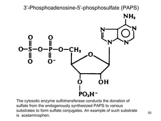 Metabolism final | PPT
