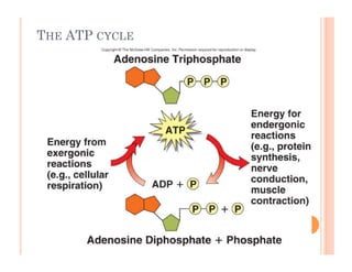 THE ATP CYCLE
 