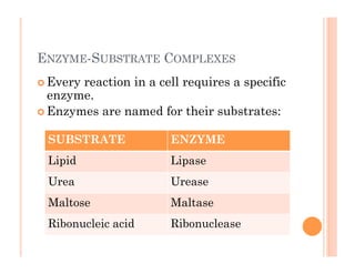 ENZYME-SUBSTRATE COMPLEXES
! Every reaction in a cell requires a specific
enzyme.
! Enzymes are named for their substrates:
SUBSTRATE ENZYME
Lipid Lipase
Urea Urease
Maltose Maltase
Ribonucleic acid Ribonuclease
 