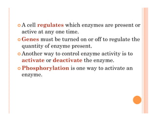 ! A cell regulates which enzymes are present or
active at any one time.
! Genes must be turned on or off to regulate the
quantity of enzyme present.
! Another way to control enzyme activity is to
activate or deactivate the enzyme.
! Phosphorylation is one way to activate an
enzyme.
 
