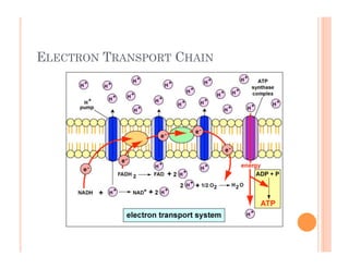 ELECTRON TRANSPORT CHAIN
 