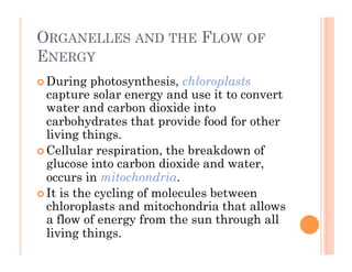 6-43
ORGANELLES AND THE FLOW OF
ENERGY
! During photosynthesis, chloroplasts
capture solar energy and use it to convert
water and carbon dioxide into
carbohydrates that provide food for other
living things.
! Cellular respiration, the breakdown of
glucose into carbon dioxide and water,
occurs in mitochondria.
! It is the cycling of molecules between
chloroplasts and mitochondria that allows
a flow of energy from the sun through all
living things.
 