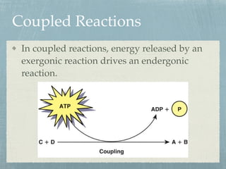 Coupled Reactions
In coupled reactions, energy released by an
exergonic reaction drives an endergonic
reaction.
 