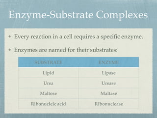 Enzyme-Substrate Complexes
Every reaction in a cell requires a speciﬁc enzyme.
Enzymes are named for their substrates:
SUBSTRATE ENZYME
Lipid Lipase
Urea Urease
Maltose Maltase
Ribonucleic acid Ribonuclease
 