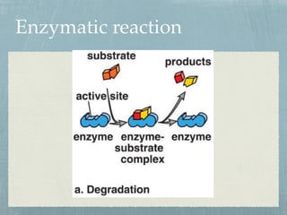 Enzymatic reaction
 