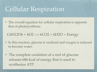 Cellular Respiration
The overall equation for cellular respiration is opposite
that of photosynthesis:
C6H12O6 + 6O2 --> 6CO2 + 6H2O + Energy
In this reaction, glucose is oxidized and oxygen is reduced
to become water.
The complete oxidation of a mol of glucose
releases 686 kcal of energy that is used to
synthesize ATP.
 