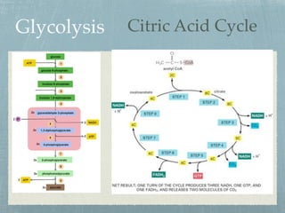 Glycolysis Citric Acid Cycle
 