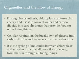 Organelles and the Flow of Energy
During photosynthesis, chloroplasts capture solar
energy and use it to convert water and carbon
dioxide into carbohydrates that provide food for
other living things.
Cellular respiration, the breakdown of glucose into
carbon dioxide and water, occurs in mitochondria.
It is the cycling of molecules between chloroplasts
and mitochondria that allows a ﬂow of energy
from the sun through all living things.
 