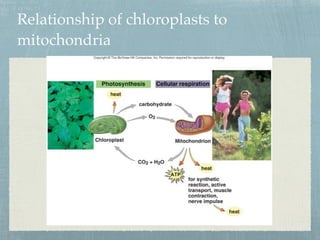 Relationship of chloroplasts to
mitochondria
 