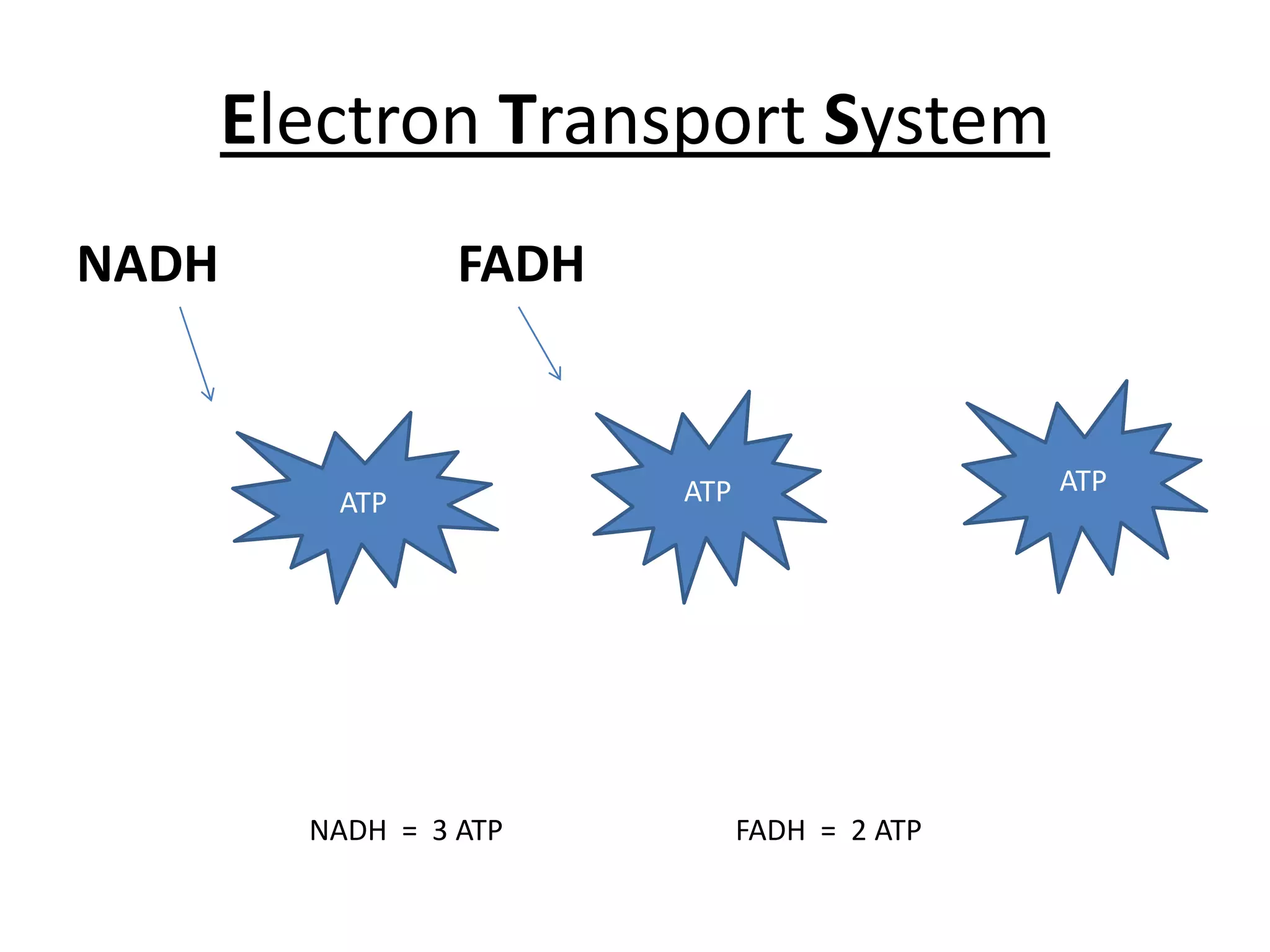 Electron Transport System
NADH              FADH


                         ATP                  ATP
          ATP




         NADH = 3 ATP          FADH = 2 ATP
 