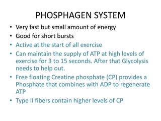 PHOSPHAGEN SYSTEM
• Very fast but small amount of energy
• Good for short bursts
• Active at the start of all exercise
• Can maintain the supply of ATP at high levels of
  exercise for 3 to 15 seconds. After that Glycolysis
  needs to help out.
• Free floating Creatine phosphate (CP) provides a
  Phosphate that combines with ADP to regenerate
  ATP
• Type II fibers contain higher levels of CP
 