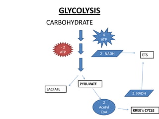 GLYCOLYSIS
CARBOHYDRATE
                         4
                        ATP
      -2
      ATP              2 NADH        ETS




            PYRUVATE
LACTATE
                                2 NADH

                         2
                       Acetyl
                        CoA     KREB’s CYCLE
 