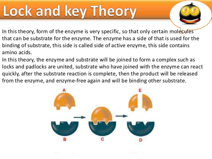 Metabolism II enzyme