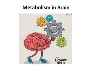 Metabolism in Brain
 