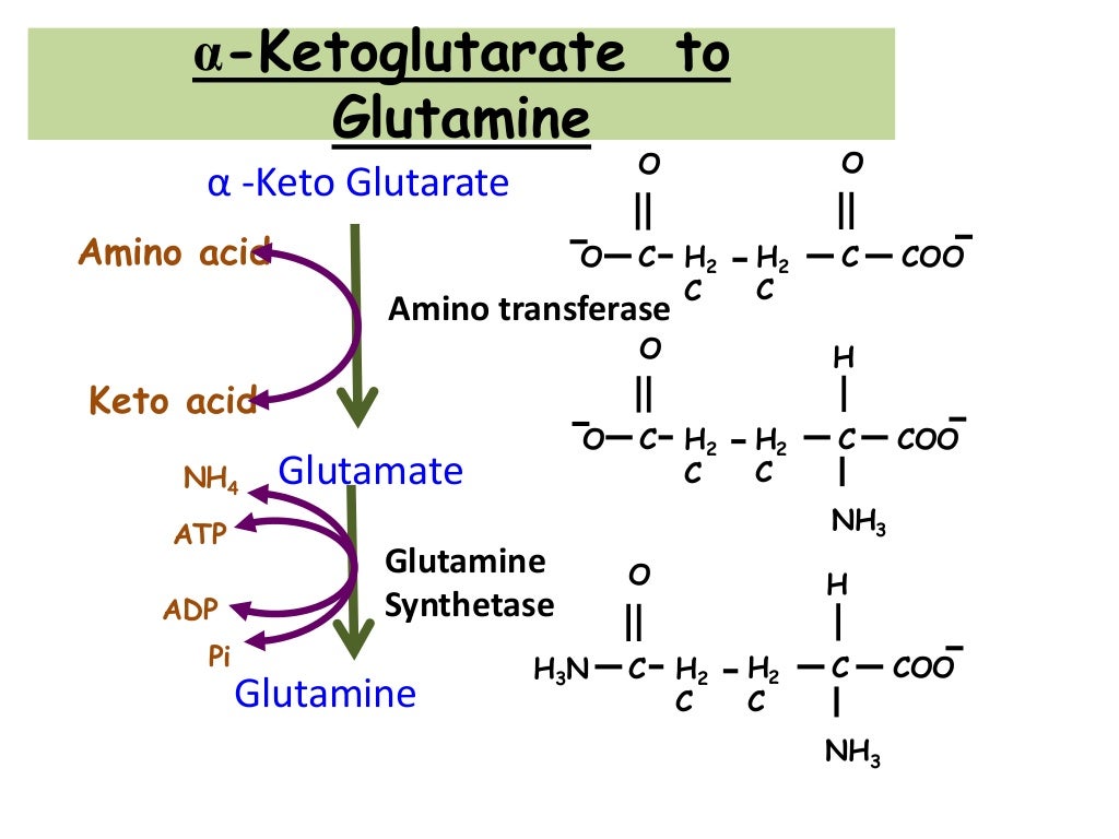 Metabolism ketone group of amino acid