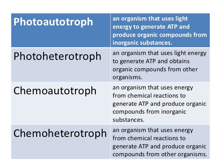 Metabolism Of Microbes Circus Latest Version