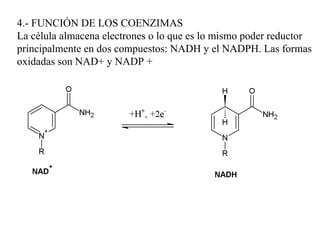 4.- FUNCIÓN DE LOS COENZIMAS La célula almacena electrones o lo que es lo mismo poder reductor principalmente en dos compuestos: NADH y el NADPH. Las formas oxidadas son NAD+ y NADP + 