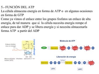 5.- FUNCIÓN DEL ATP La célula almacena energía en forma de ATP o  en algunas ocasiones en forma de GTP Como ya vimos el enlace entre los grupos fosfatos un enlace de alta energía, de tal manera  que si  la célula necesita energía rompe el enlace para dar ADP y se libera energía y si necesita almacenarla forma ATP  a partir del ADP 