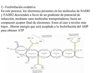 2.- Fosforilación oxidativa En este proceso, los electrones presentes en las moléculas de NADH y FADH2 descienden a favor de un gradiente de potencial de reducción, mediante unas moléculas transportadoras, hasta un compuesto aceptor final de electrones. Estos al caer a niveles más bajos , liberan energía que será acoplada a la fosforilación del ADP para obtener ATP 