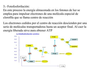 3.- Fotofosforilación:  En este proceso la energía almacenada en los fotones de luz se emplea para impulsar electrones de una molécula especial de clorofila que se llama centro de reacción Los electrones cedidos por el centro de reacción descienden por una serie de moléculas transportadoras hasta un aceptor final. Al caer la energía liberada sirve para obtener ATP 