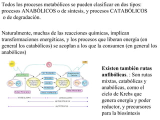 Naturalmente, muchas de las reacciones químicas, implican transformaciones energéticas, y los procesos que liberan energía (en general los catabólicos) se acoplan a los que la consumen (en general los anabólicos) Todos los procesos metabólicos se pueden clasificar en dos tipos: procesos  ANABÓLICOS  o de síntesis, y procesos  CATABÓLICOS   o de degradación.  Existen también rutas anfibólicas . : Son rutas mixtas, catabólicas y anabólicas, como el ciclo de Krebs que genera energía y poder reductor, y precursores para la biosíntesis 