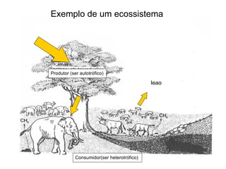 leao Produtor (ser autotrófico) Consumidor(ser heterotrófico) Exemplo de um ecossistema 