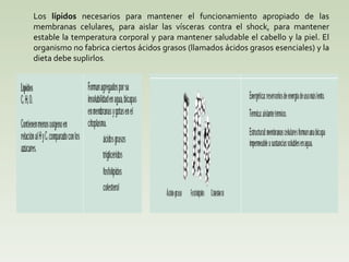 Los  lípidos   necesarios para mantener el funcionamiento apropiado de las membranas celulares, para aislar las vísceras contra el shock, para mantener estable la temperatura corporal y para mantener saludable el cabello y la piel. El organismo no fabrica ciertos ácidos grasos (llamados ácidos grasos esenciales) y la dieta debe suplirlos . 