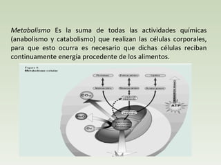 Metabolismo  Es la suma de todas las actividades químicas (anabolismo y catabolismo) que realizan las células corporales, para que esto ocurra es necesario que dichas células reciban continuamente energía procedente de los alimentos.  