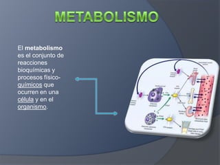 Metabolismo El metabolismo es el conjunto de reacciones bioquímicas y procesos físico-químicos que ocurren en una célula y en el organismo. 