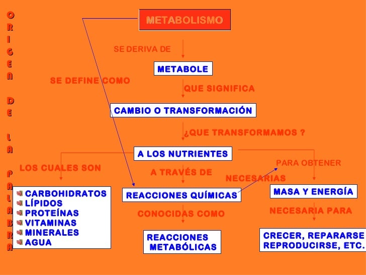 Cómo metabolismo del hierro analitica ?