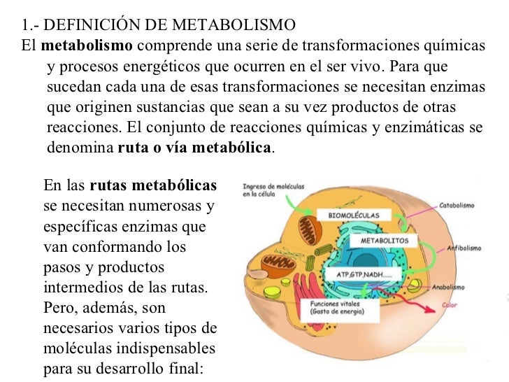 10 cosas sobre que hacer para acelerar el metabolismo