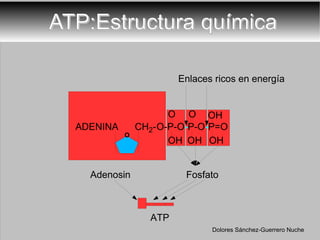 ATP:Estructura química O-P-O - P-O - P=O OH OH OH O O OH CH 2 - ADENINA O Adenosin Fosfato Dolores Sánchez-Guerrero Nuche ATP Enlaces ricos en energía 